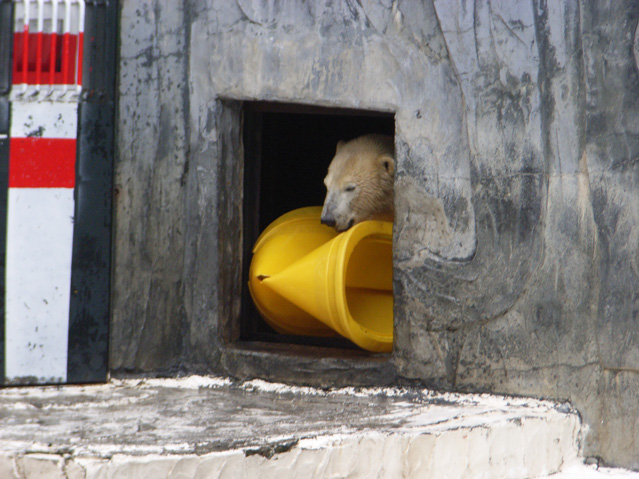 シロクマ42日本平動物園ロッシー2009｜ホッキョクグマと三角コーン